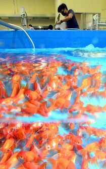 金魚の出荷最盛期　佐野