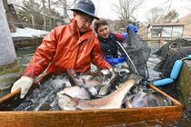 ヤシオマス出荷