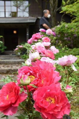 庭園に咲く色とりどりのボタン