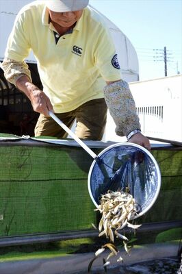 高瀬さん方のホンモロコの初水揚げ＝小山市