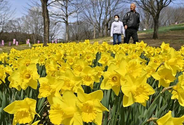東那須野公園で黄色の花を咲かせるラッパスイセン＝19日午後０時30分、那須塩原市沼野田和