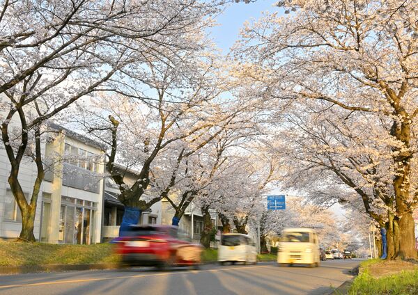 中久喜の桜並木＝７日夕