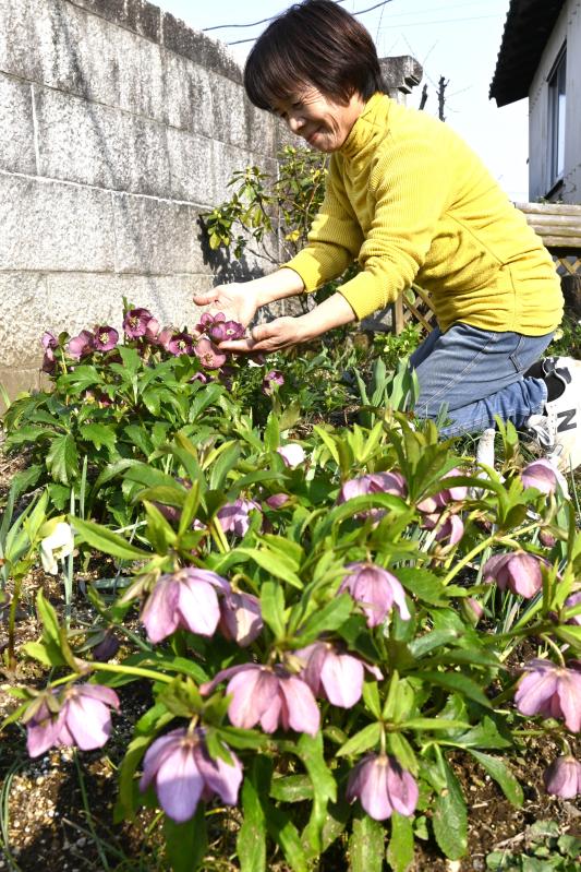 風に揺れる白 ピンク 紫 壬生の中川さん方でクリスマスローズが見頃