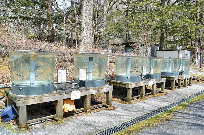 「展示水槽」は透明で円柱。じっくりと観察できます