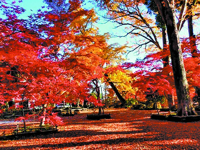 境内を赤と黄に染める見事な紅葉（提供写真）