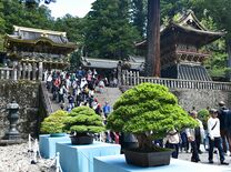 日光東照宮で盆栽展　全国の名品37点、陽明門近くなどに展示　14日まで