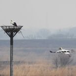 渡良瀬遊水地に新たなペア誕生　コウノトリ営巣　栃木市内初のひな誕生に期待