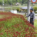 斜面に広がる深紅の花 那須烏山でクリムソンクローバー見頃