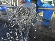 稚アユ出荷大詰め　下野
