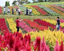 ケイトウ見頃　那須フラワーワールド