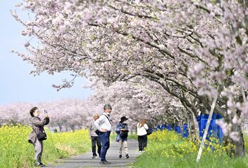 小山でオモイガワザクラが見頃　菜の花との競演も　
