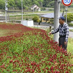 斜面に広がる深紅の花　那須烏山でクリムソンクローバー見頃