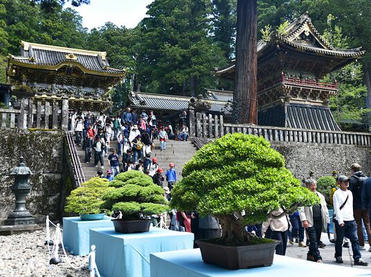 盆栽の名品が並ぶ日光東照宮
