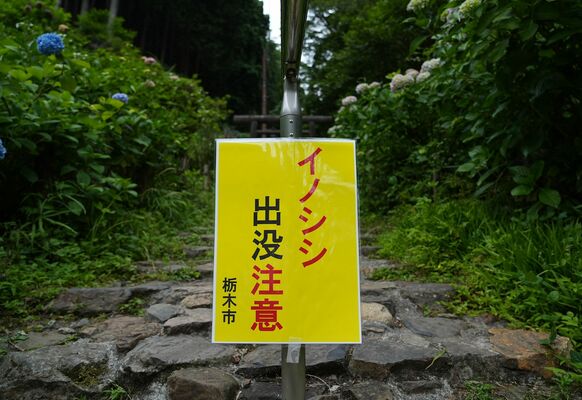 市があじさい坂に設置した看板＝７日午前１１時、栃木市平井町
