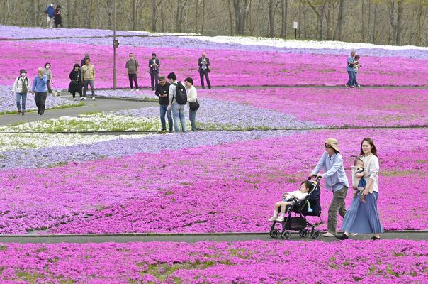 じゅうたんのように園内を彩るシバザクラ＝18日午前10時35分、市貝町見上