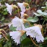 「春の使者」雨にも負けず　那珂川でイワウチワ開花　暖かくなれば一気に