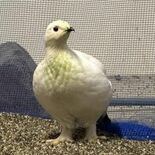 ライチョウ１羽が仲間入り　那須どうぶつ王国新たに受け入れ　富山市ファミ…