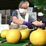 糖度よし、ナシ「幸水」初出荷　大田原のJAなすの選果場