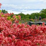 矢板・八方ケ原を彩るツツジ　今週末にレンゲツツジ見頃へ、辺り一帯朱色に