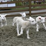 那須どうぶつ王国でヒツジの赤ちゃん公開　元気よく飛んで跳ねて成長中、来園者和ませる