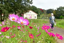 コスモス咲き始める　壬生のわんぱく公園