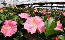 ハイビスカスの出荷最盛期