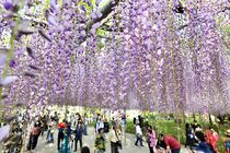 あしかがフラワーパークで大藤見頃