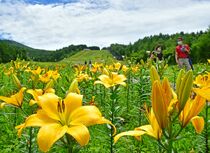 ハンターマウンテンでユリ見頃　那須塩原