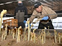 那須塩原で山ウド収穫が最盛期