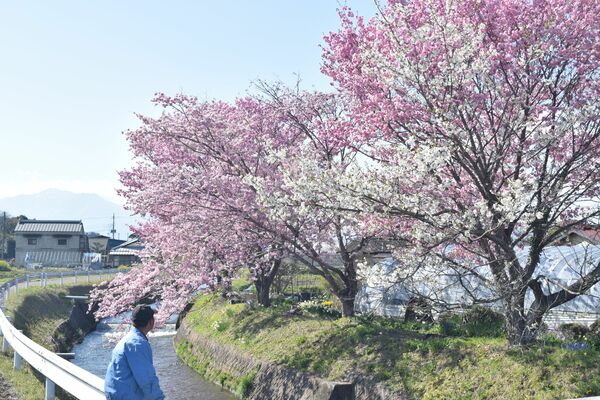 白とピンクの花を咲かせる赤羽さん方の思川桜