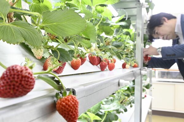 真っ赤に色づいた果実が並ぶ教室