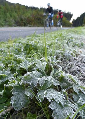白く霜が降りた下草＝12日午前６時55分、宇都宮市福岡町