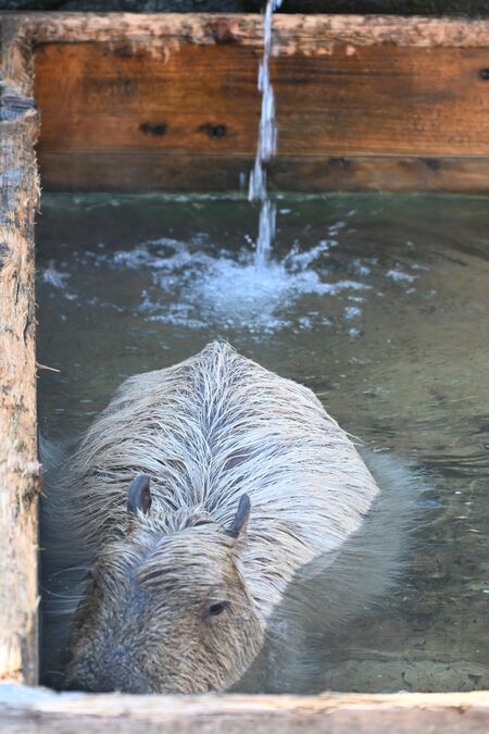 露天風呂に漬かる「こはる」＝１０日午前１１時２０分ごろ、那須町大島