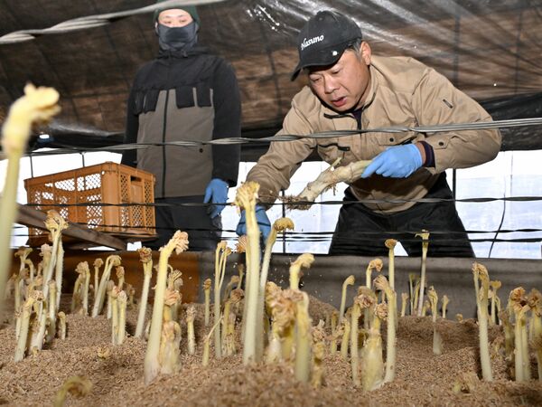 最盛期を迎えた山ウドの収穫作業＝５日午後３時40分、那須塩原市鍋掛