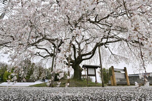 那珂川町小川の「梅曽しだれ桜」は散り始め＝８日午後