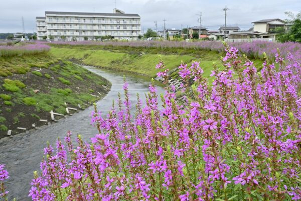 巻川沿いを彩る満開のミソハギ