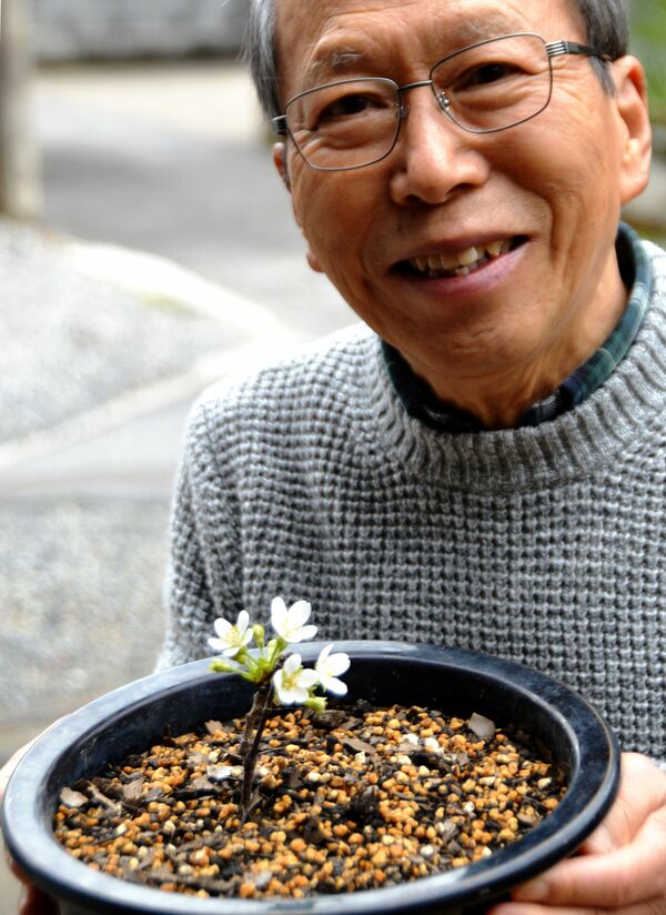 小枝から 希望の花 台風被害の桜 挿し木で再生 鹿沼の豊田さん 県内主要 地域の話題 下野新聞 Soon ニュース 下野新聞 Soon スーン