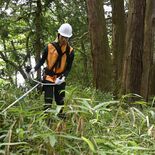 【夏に挑む　若手記者体験記】⑥杉並木保存活動　残った筋肉痛と使命感