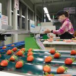 イチゴ選果機が発明奨励賞　茨城・筑西の日本協同企画　「一番大変」な作業…