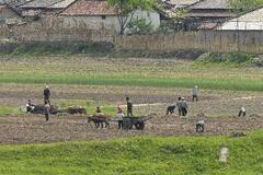 北朝鮮で干ばつ警報