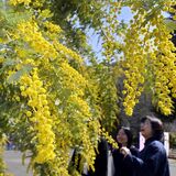 ８日は国際女性デー、シンボルの花「ミモザ」咲く　佐野・みかもハーブ園