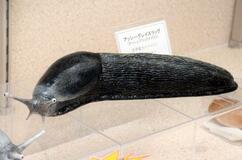 まるで本物、巨大ナメクジ