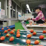 イチゴ選果機が発明奨励賞　茨城・筑西の日本協同企画　「一番大変」な作業の助けに　栃木からも視察相次ぐ