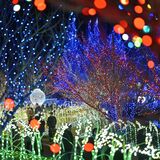 四季の移ろいを光で表現　茨城県内で最大級の「かわちイルミネーション」