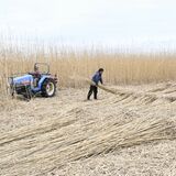 ヨシ刈り取り大詰め　渡良瀬遊水地　条件そろい、良質な堅さに
