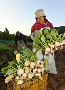 「塩原かぶ」の収穫始まる