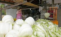 かんぴょうむき本格化　下野