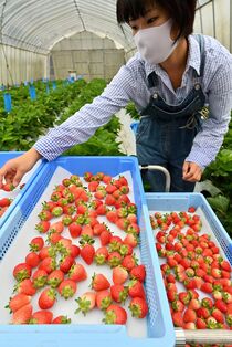 なつおとめ収穫期到来　那須