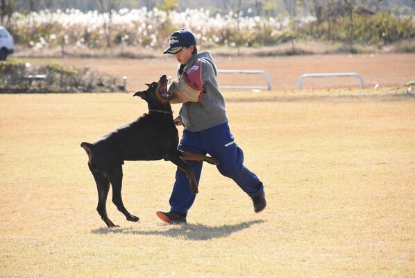 容疑者役の腕にかみつく犬＝１８日午前、上三川町東蓼沼