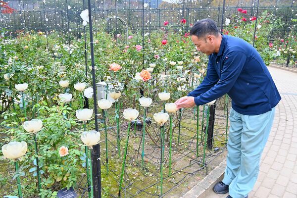 イルミネーションの点検をする長谷川さん